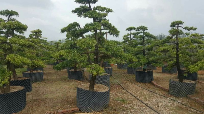 造型松14公分
