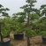 造型松14公分