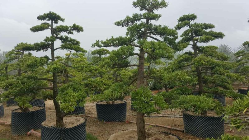 造型松14公分