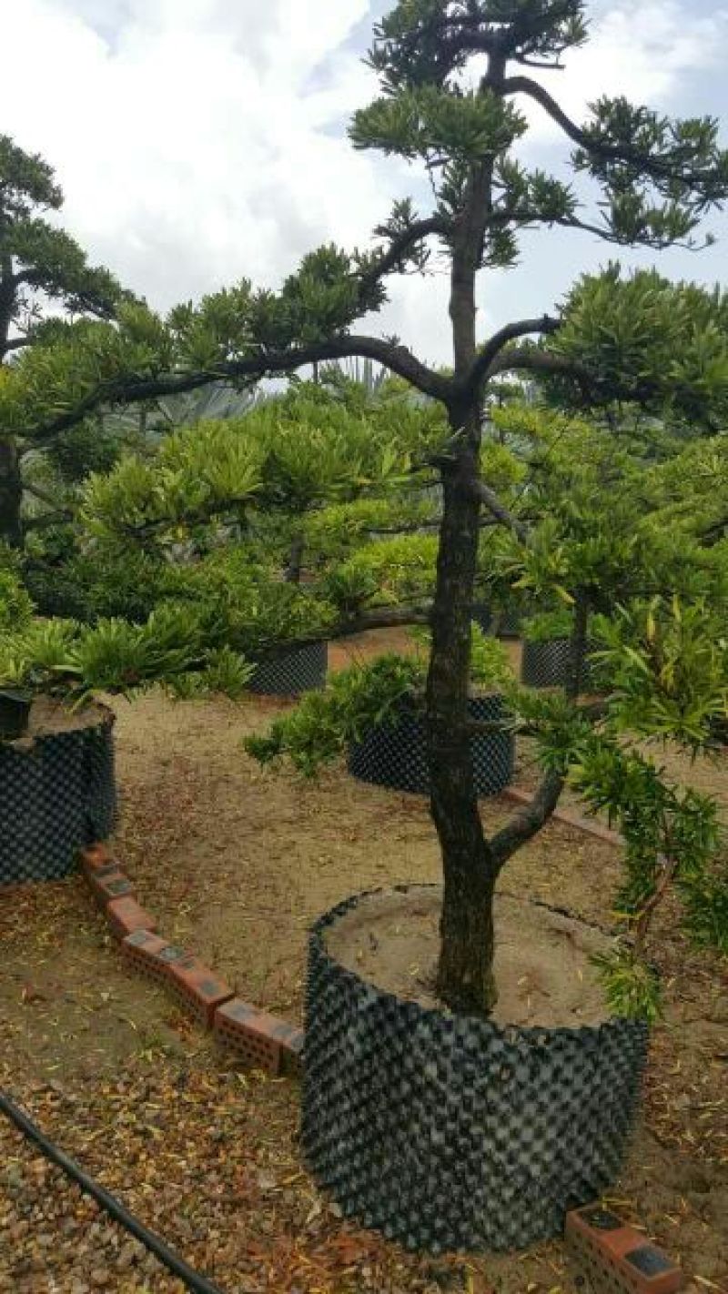 造型松14公分