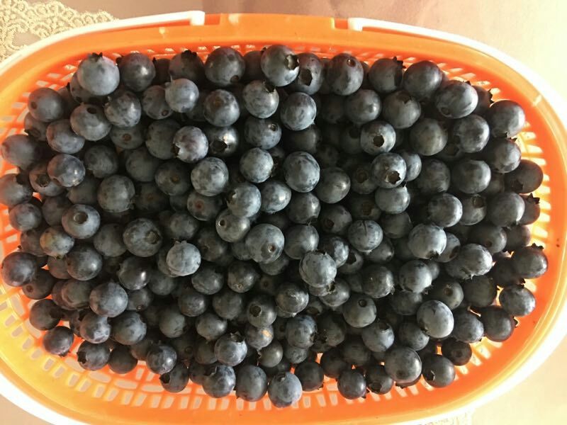 蓝莓12~14mm以上鲜果