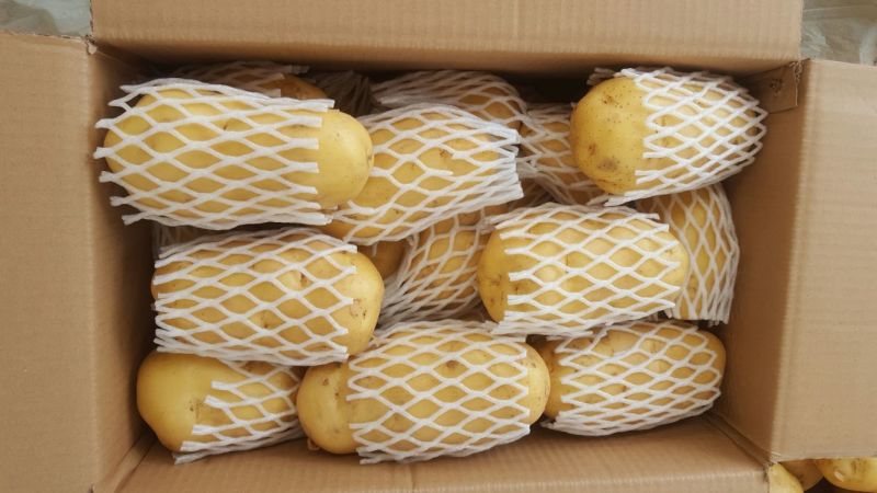 荷兰十五土豆精品2两以上