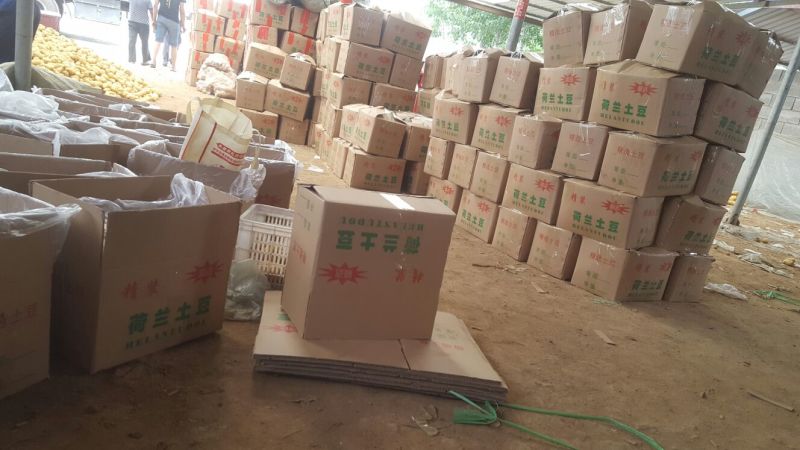 荷兰十五土豆精品2两以上