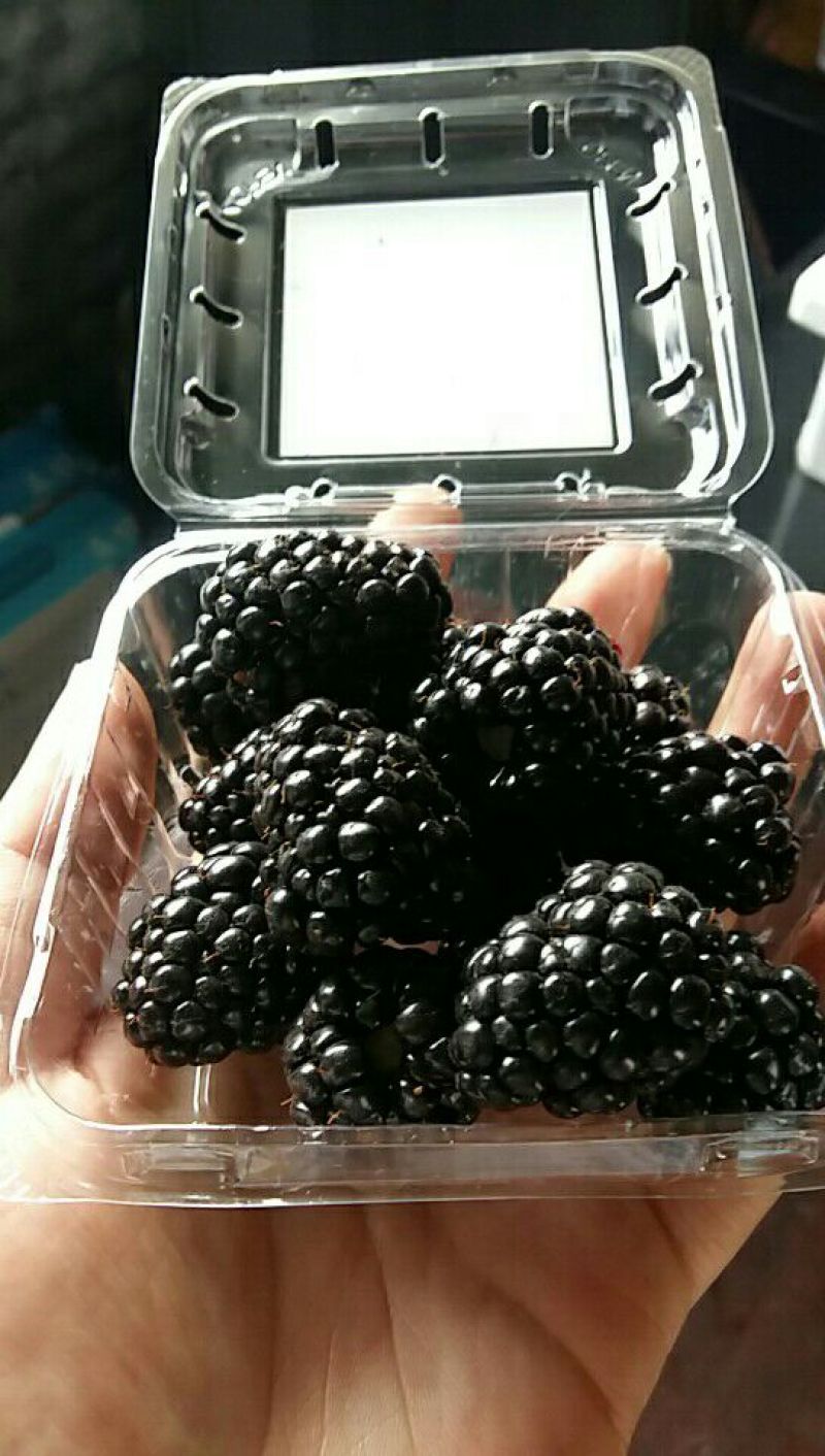 黑莓黑色