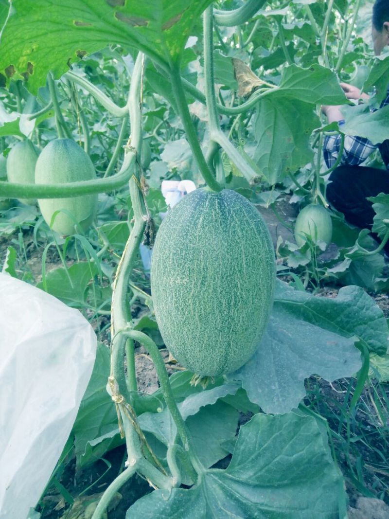 新甘蜜宝哈密瓜3斤以上长圆形