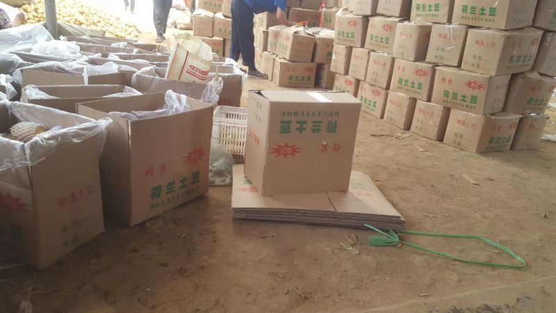 安丘优质露天土豆上市了