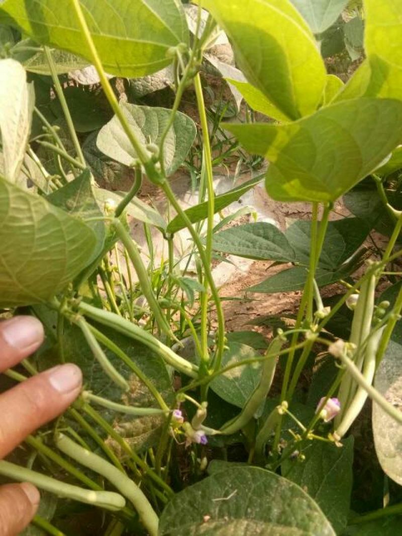 矮生刀豆10~15cm