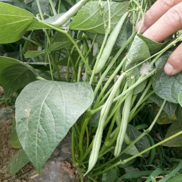 矮生刀豆10~15cm