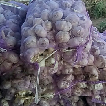 通许县紫皮大蒜混级统货干蒜，冷库鲜蒜