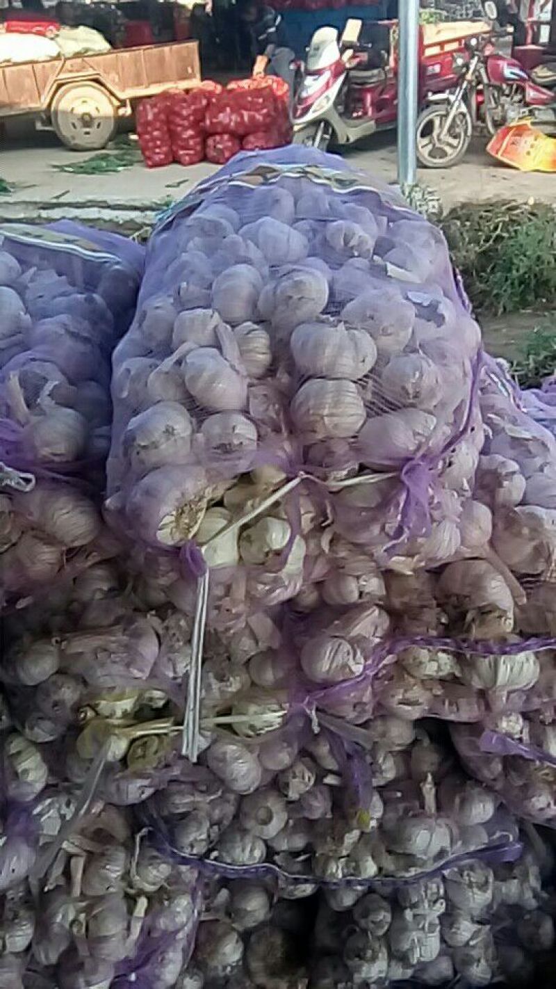 通许县紫皮大蒜混级统货干蒜，冷库鲜蒜