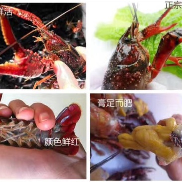 虾子