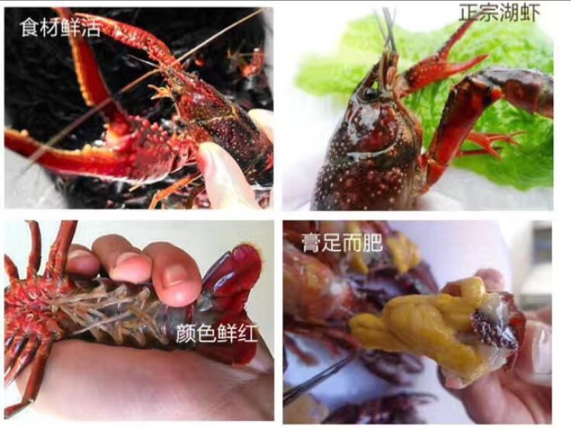 虾子