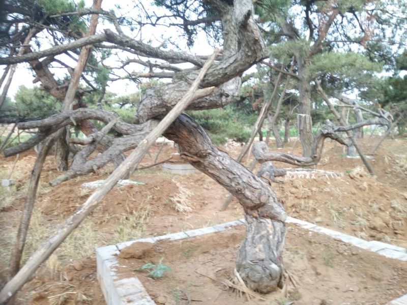 造型松造型独特浑然天成