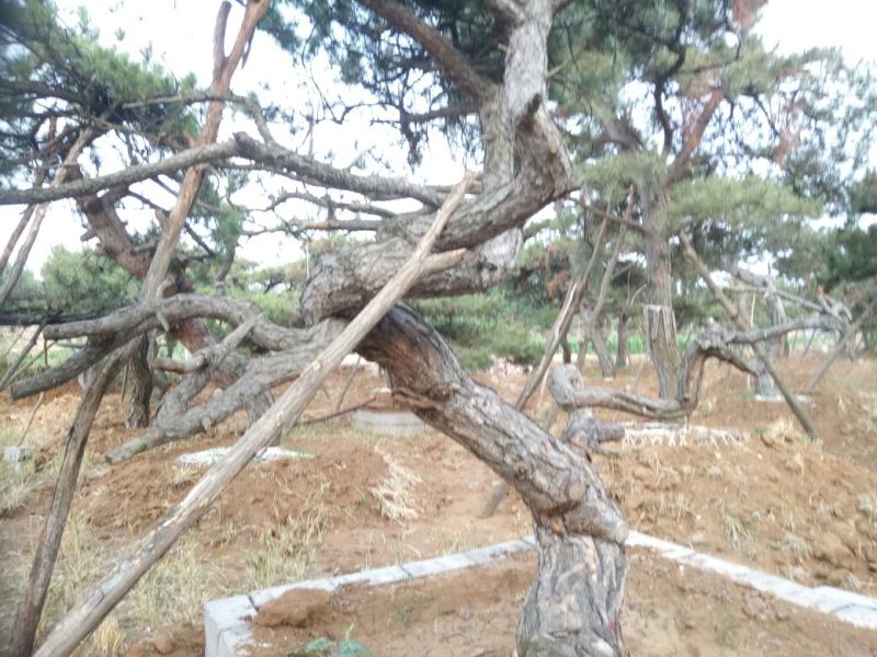 造型松造型独特浑然天成