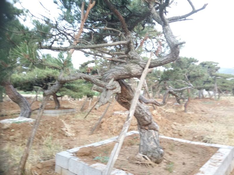 造型松造型独特浑然天成