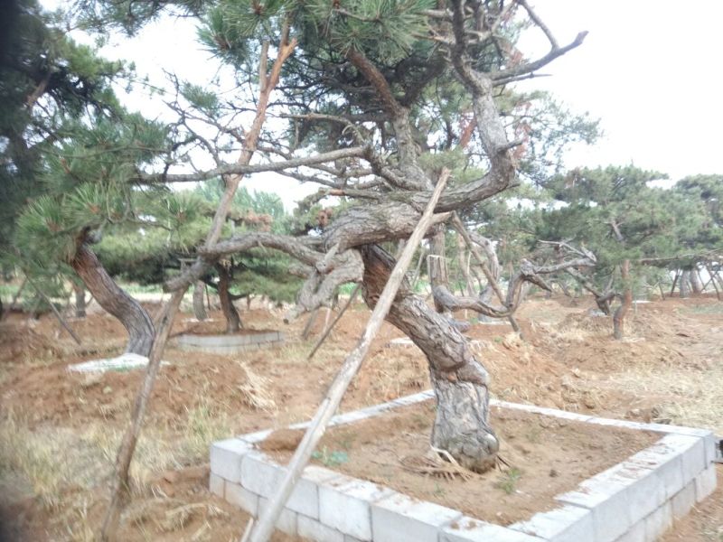 造型松造型独特浑然天成