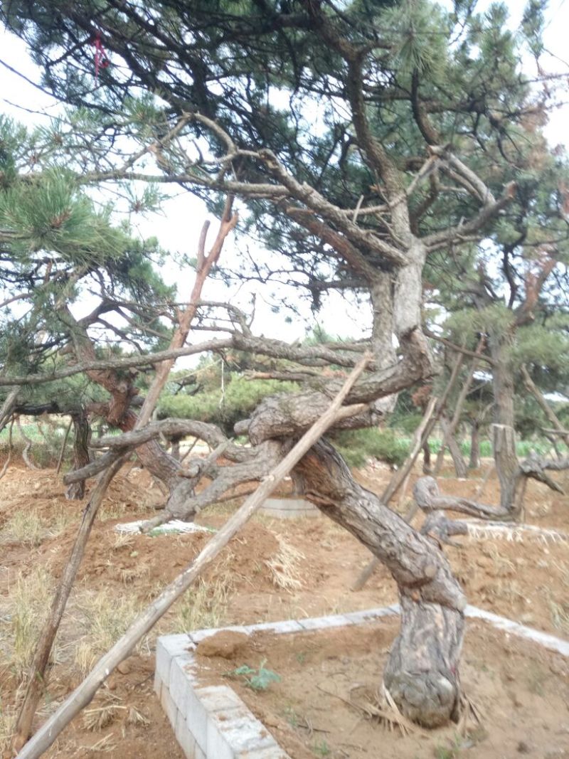 造型松造型独特浑然天成