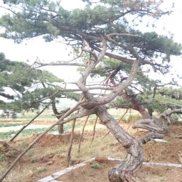 造型松造型独特浑然天成