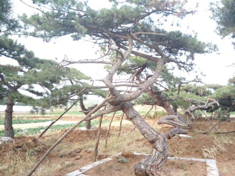 造型松造型独特浑然天成