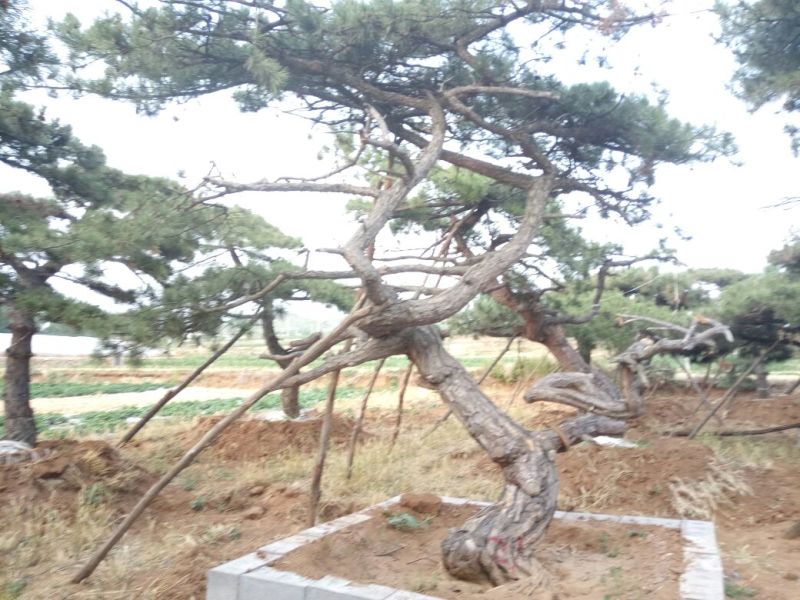 造型松造型独特浑然天成