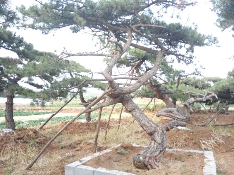 造型松造型独特浑然天成