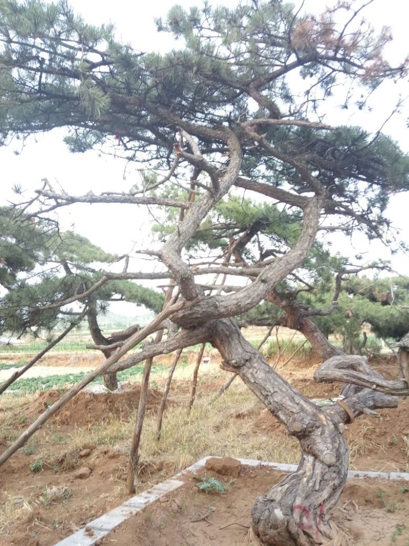 造型松造型独特浑然天成