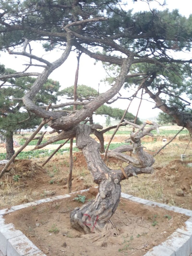 造型松造型独特浑然天成
