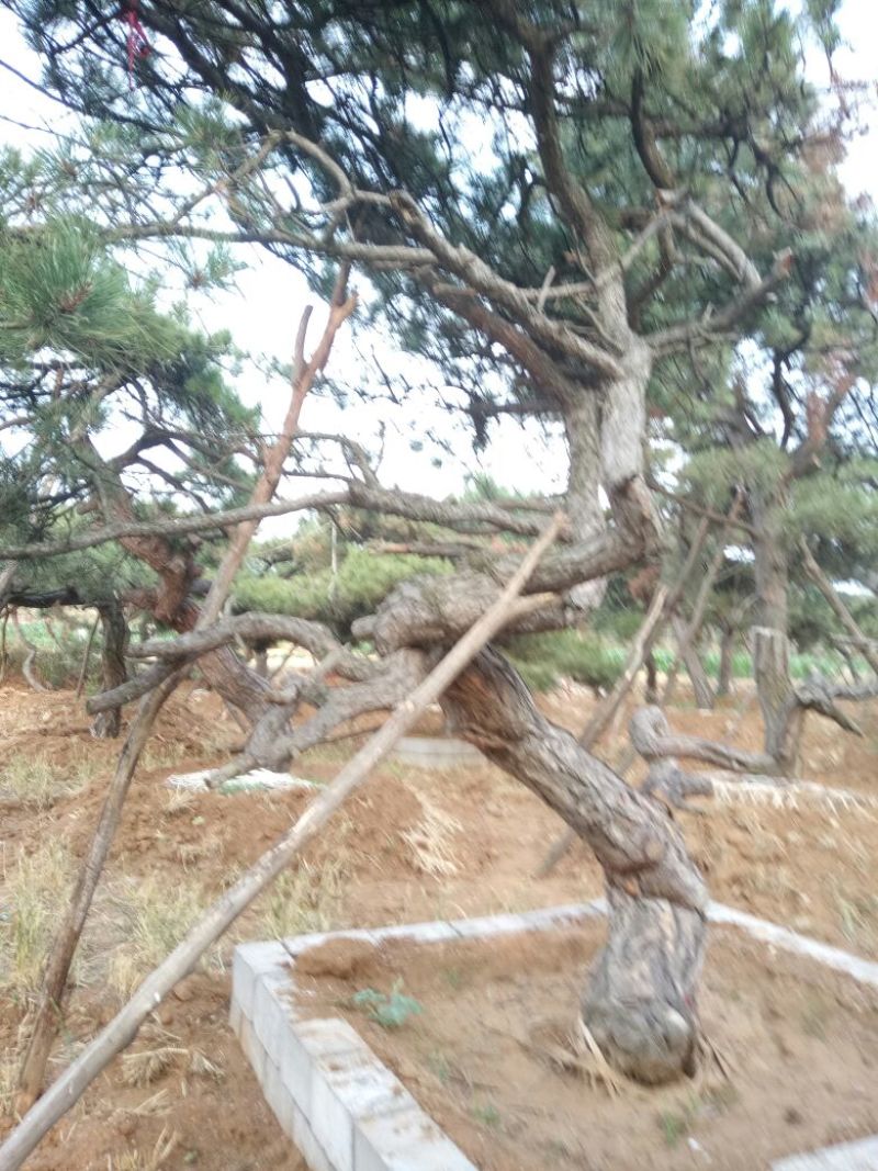 造型松造型独特浑然天成