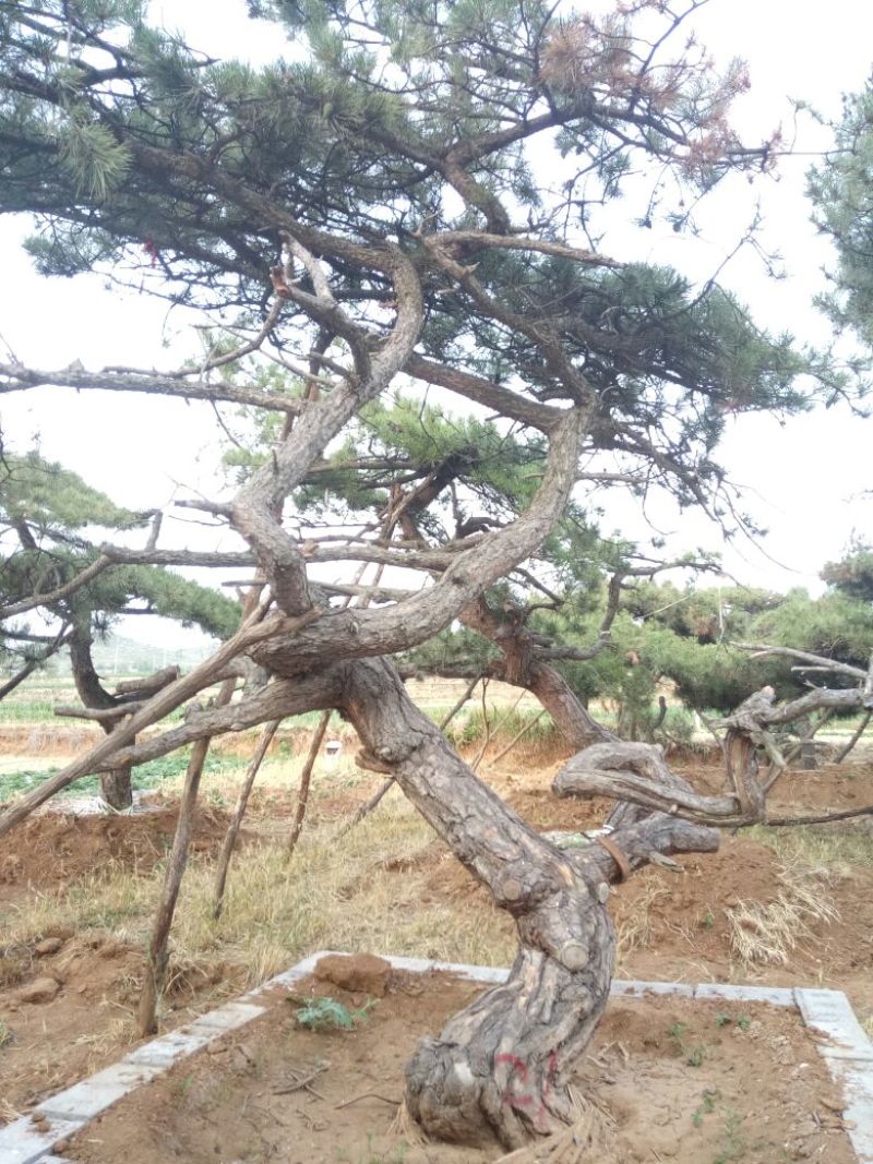 造型松造型独特浑然天成