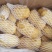 安丘荷兰十五土豆1两以上精品土豆