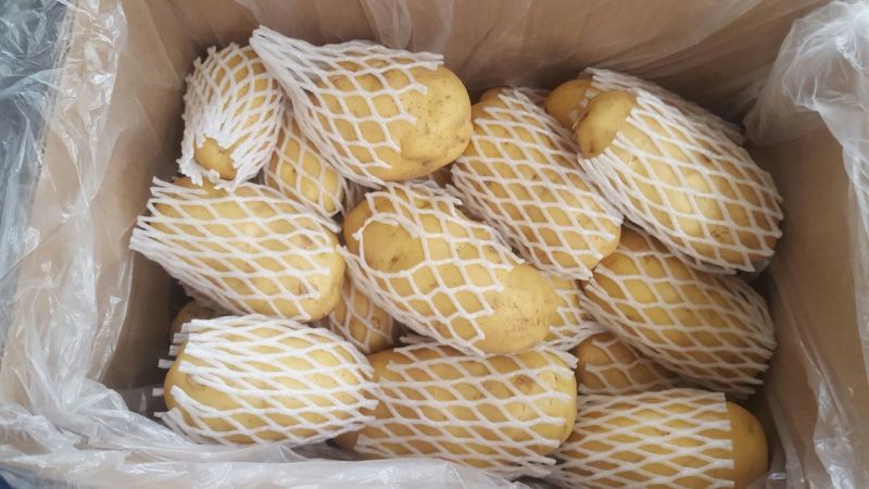 安丘荷兰十五土豆1两以上精品土豆