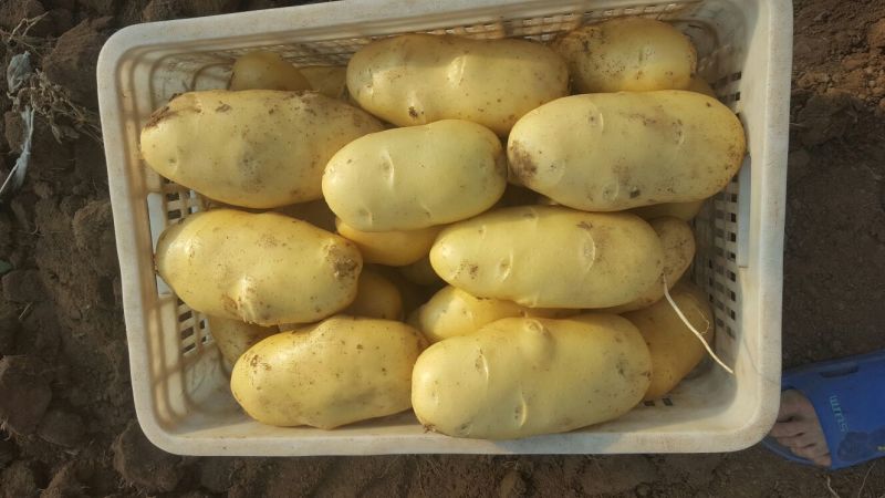 安丘荷兰十五土豆1两以上精品土豆