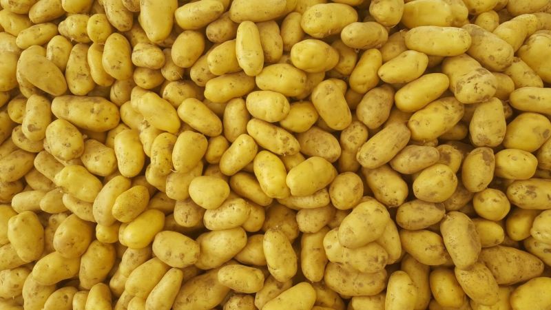 安丘优质露天土豆上市开卖