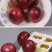 百香果苗10~20cm