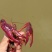 小龙虾食用7~9钱活虾小龙虾主养