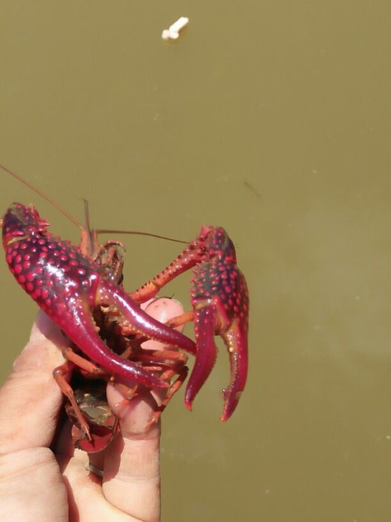 小龙虾食用7~9钱活虾小龙虾主养