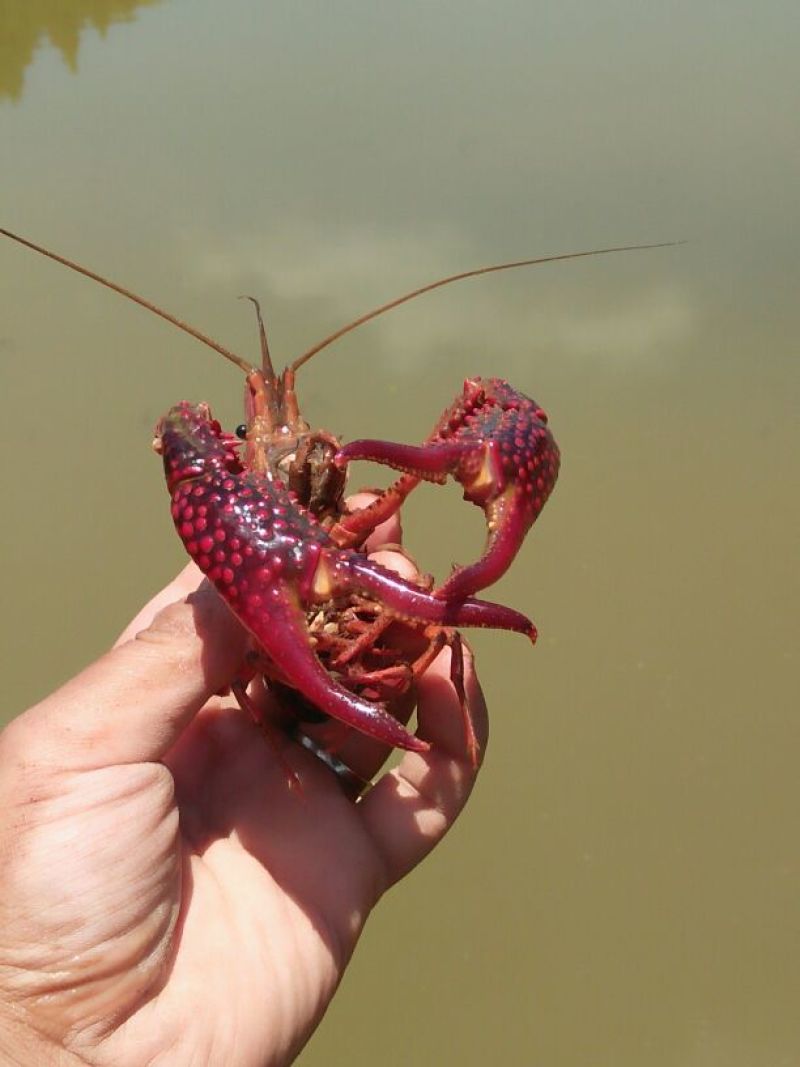小龙虾食用7~9钱活虾小龙虾主养