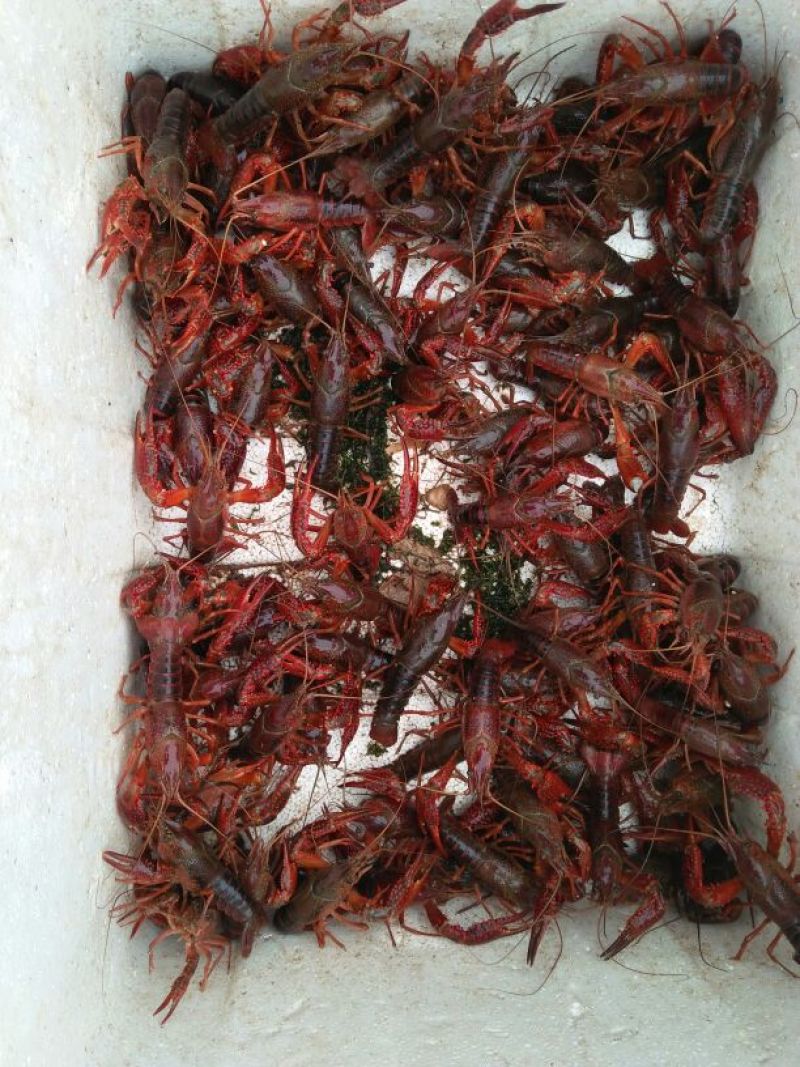 小龙虾食用7~9钱活虾小龙虾主养