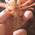 小龙虾食用7~9钱活虾小龙虾主养