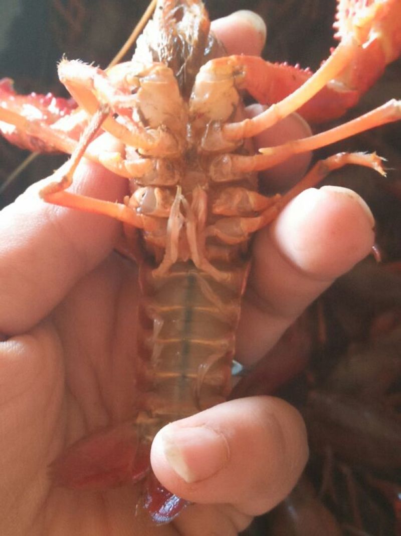 小龙虾食用7~9钱活虾小龙虾主养