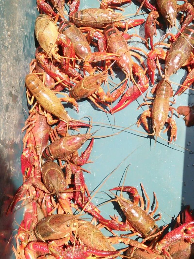 小龙虾食用7~9钱活虾小龙虾主养