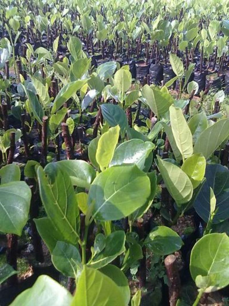 1号菠萝蜜苗稿接树