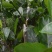 1号菠萝蜜苗稿接树