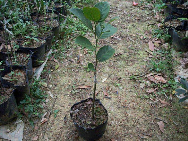 1号菠萝蜜苗稿接树