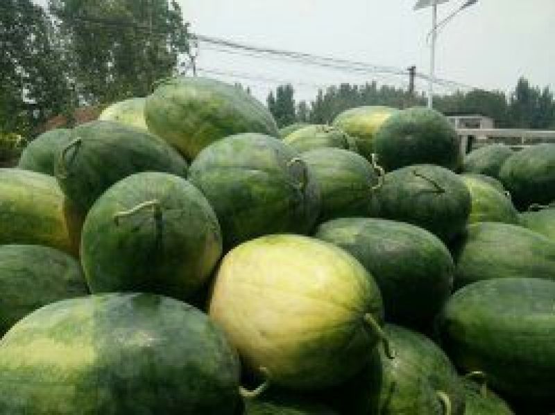 龙卷风甜王，西瓜10斤打底9成熟1茬冠龙，美都