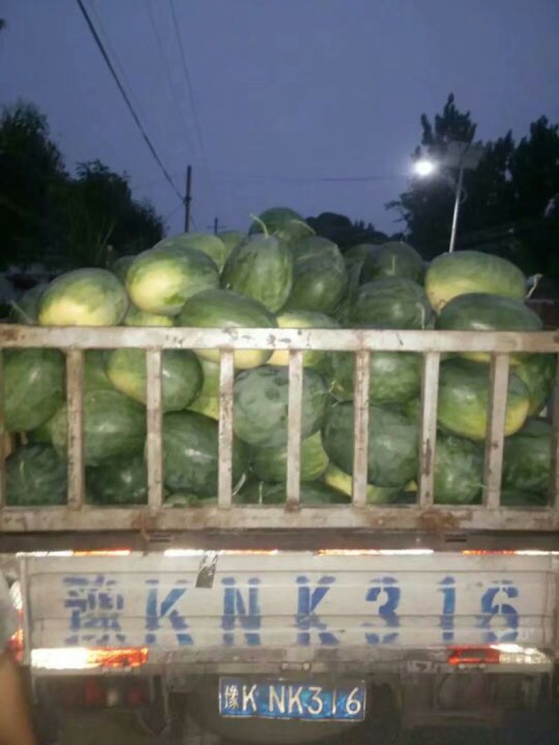 龙卷风甜王，西瓜10斤打底9成熟1茬冠龙，美都