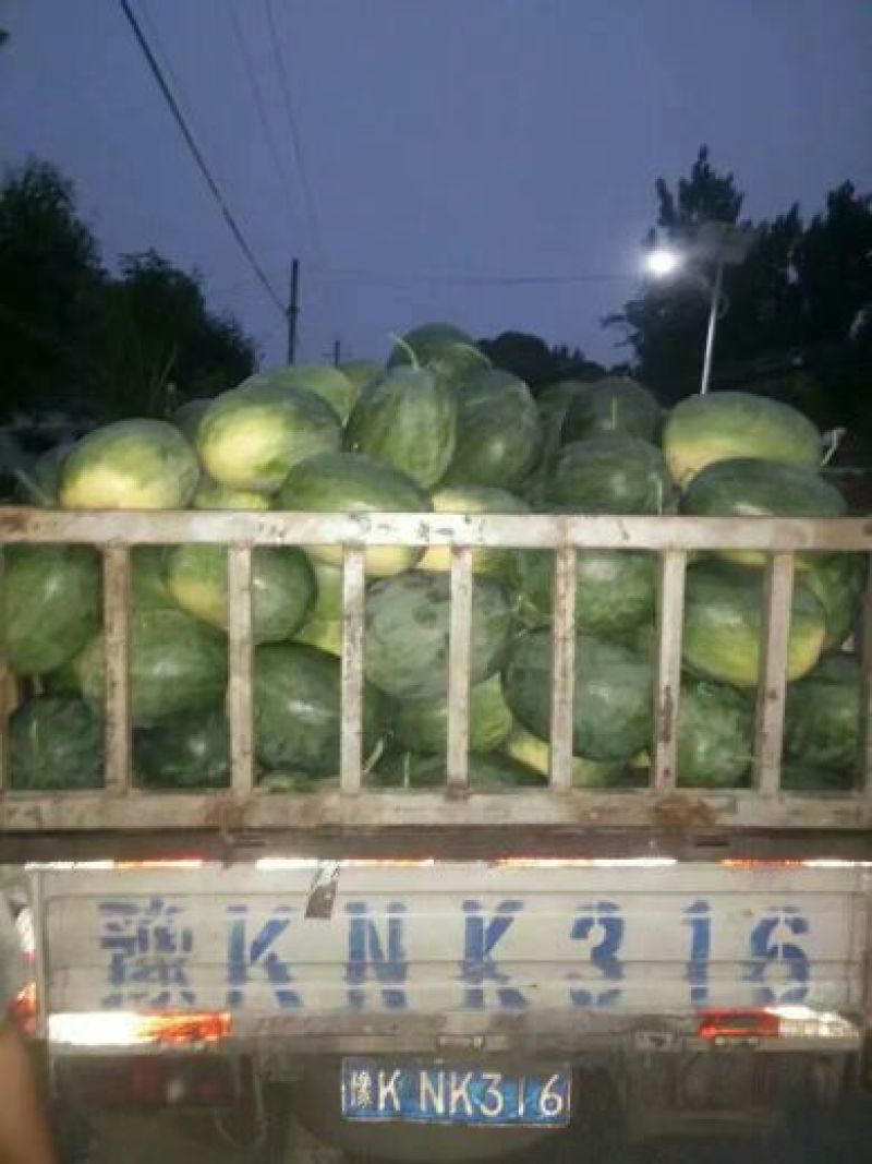 龙卷风甜王，西瓜10斤打底9成熟1茬冠龙，美都