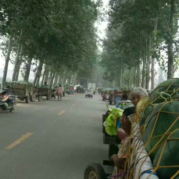 龙卷风甜王，西瓜10斤打底9成熟1茬冠龙，美都