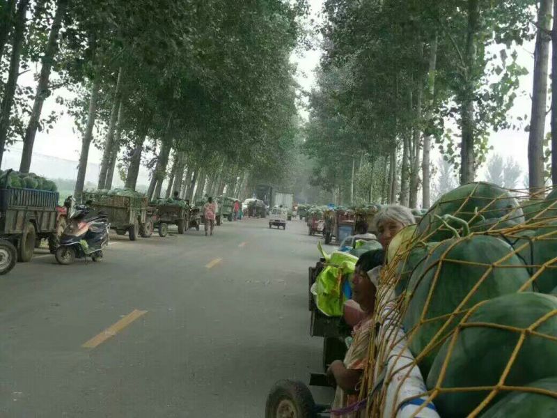 龙卷风甜王，西瓜10斤打底9成熟1茬冠龙，美都