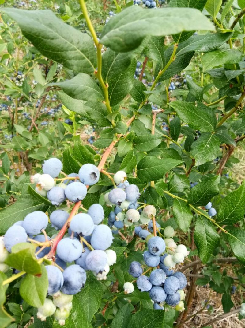 蓝丰蓝莓鲜果10~12mm以上
